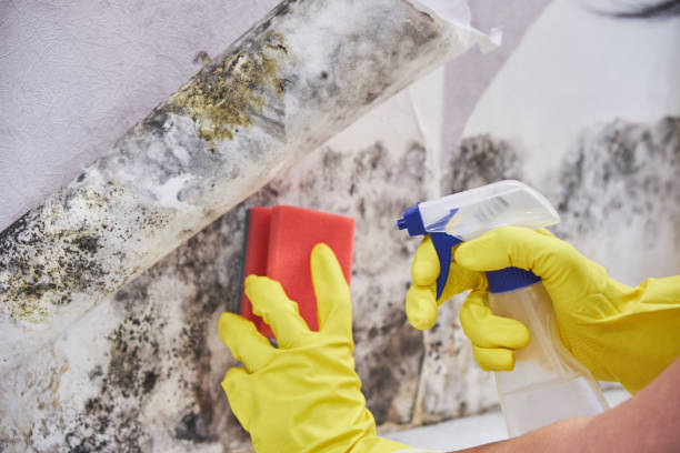 Why You Should Choose Our Mold Remediation Services in Reading, OH